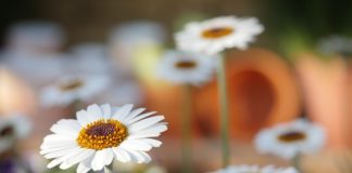 Działka to idealne miejsce na spotkania ze znajomymi