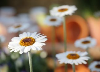Działka to idealne miejsce na spotkania ze znajomymi