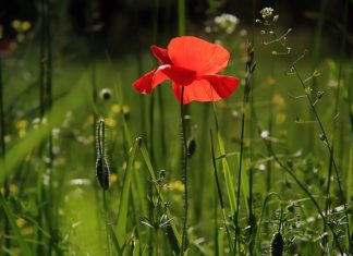 Tworzymy własny sad