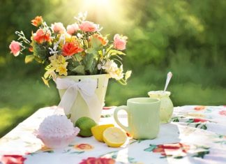 Domowe zwierzaki – vademecum