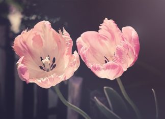 Sztuczne nawozy, czy rzeczywiście takie straszne