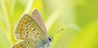 Ludzie sami sprawiają, że niektóre psy stają się niebezpieczne