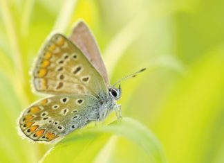 Ludzie sami sprawiają, że niektóre psy stają się niebezpieczne