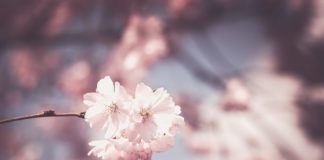 Ogród w domu przez cały rok