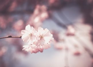 Ogród w domu przez cały rok