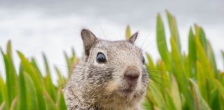 Pamiętajmy, że kupując działkę kiedyś może będziemy chcieli ją powiększyć