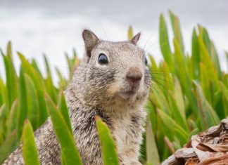 Pamiętajmy, że kupując działkę kiedyś może będziemy chcieli ją powiększyć