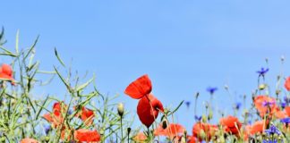 Gdy pies jest zbyt ufny