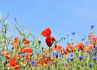 Gdy pies jest zbyt ufny