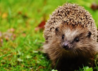 Zwierzęta są z człowiekiem od zawsze