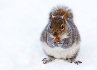 Jak narysować wiewiórkę