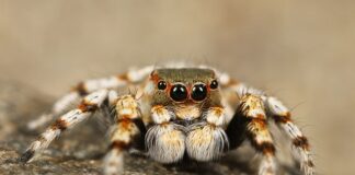 Czy można jeździć z pająkiem na szybie?