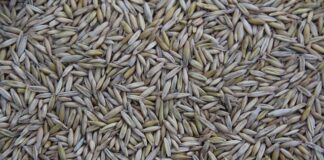 Gdzie jest produkowany Peugeot Boxer?