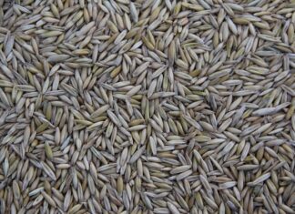 Gdzie jest produkowany Peugeot Boxer? Gdzie jest produkowany Peugeot Boxer?