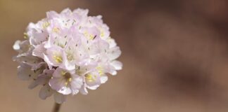 Ile kosztuje Alpina?