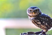 Czy brewki są legalne? Czy brewki są legalne?