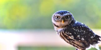 Czy brewki są legalne?