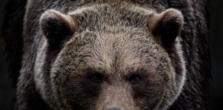 Czym się różni Ursus C-360 od C-360-3P?