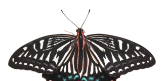 Ile kosztuje usuniecie rdzy z błotnika?