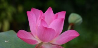 Jak się mówi po angielsku breloczek?