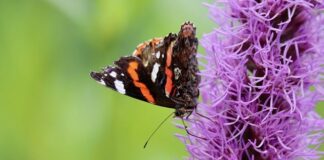 Ile kosztuje wycięcie i wklejenie szyby?