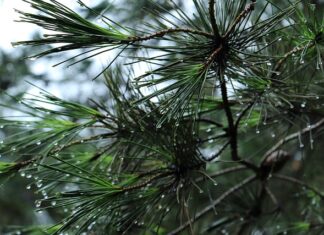 Czy bagażnik na hak musi mieć światło cofania?