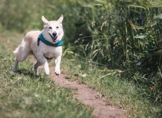 Co zrobić żeby szybciej biegać?