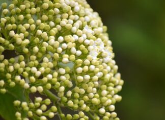 Co ile wymienia się tuleje wahaczy?