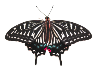 Ile kosztuje usunięcie ogniska rdzy z samochodu?