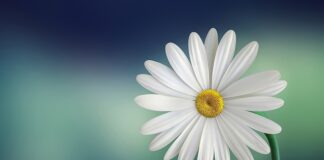 Co oznacza biała boja?