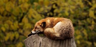 Co oznaczają czerwone boje?