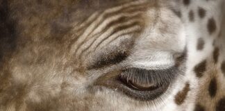 Jak usunąć plamy z kanapy soda oczyszczona?