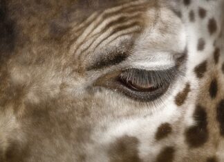 Jak usunąć plamy z kanapy soda oczyszczona?