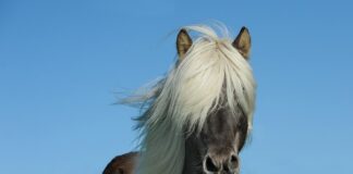 Ile koni ma ursus c 340?