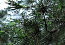 Czy bagażnik rowerowy na klapę jest legalny?