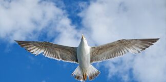 Ile pali VW BORA 2.0 benzyna?