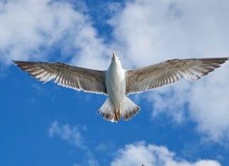Ile pali VW BORA 2.0 benzyna? Ile pali VW BORA 2.0 benzyna?