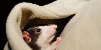 Ile trwa oswajanie gekona?