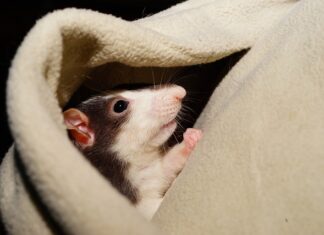 Ile trwa oswajanie gekona?