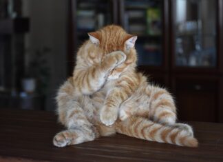 Czym zastąpić parówki?