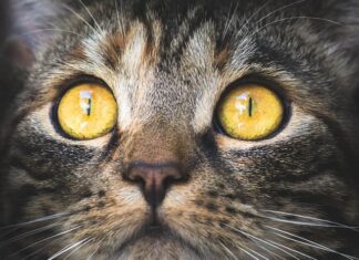 Jak obliczyć stężenie CO2? Jak obliczyć stężenie CO2?