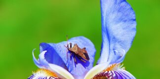 Ile żyje straszyk olbrzymi?