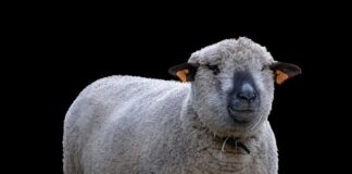 Czy można hodować zwinka?