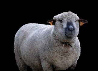 Czy można hodować zwinka?