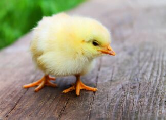 Jak zrobić kurczaka tak jak w KFC?