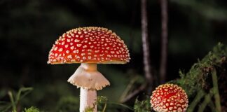 Jak zarobić na grzybach?