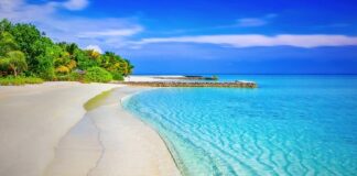 Jakie plaży do terrarium?