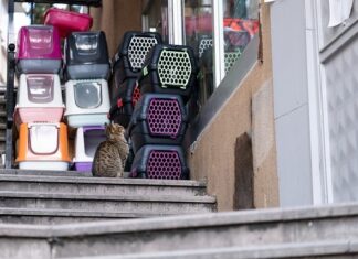 Czy warto kupić transporter dla psa?