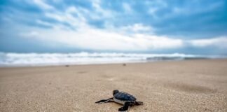 Czy gady można oswoić?