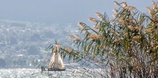 Jak wygląda wysypka przy pasożytach?